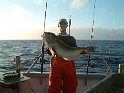 tommytilefish